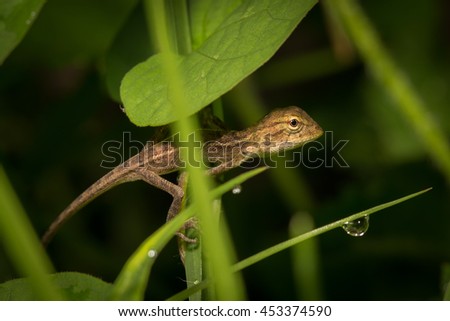 Brown baby native lizard or chameleon on the grass.