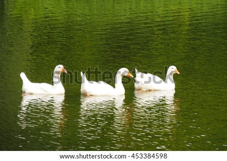 three ducks Royalty-Free Stock Photo #453384598