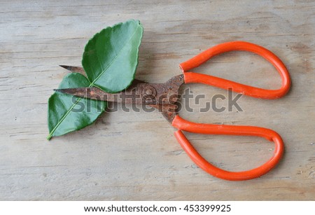 old rusty scissor with red handle cutting lemon leaf on wooden board
