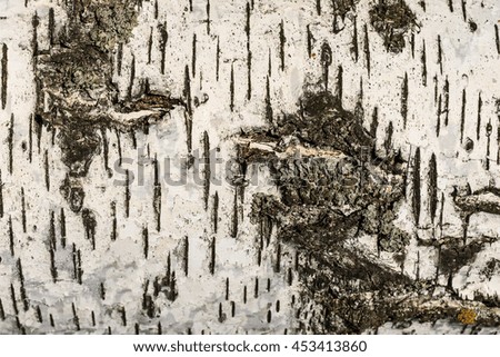 the bark of birch texture. wooden background for design. old tree
