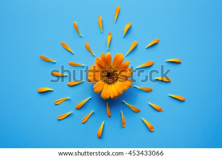 Fresh calendula flower with orange petals on blue background. The plant widely used to treat skin conditions. Top view