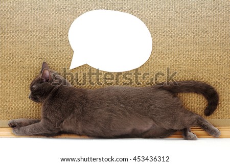 cat resting in sprawling pose next to a clean paper cuttings for pictures and inscriptions / dreams and thoughts in mind