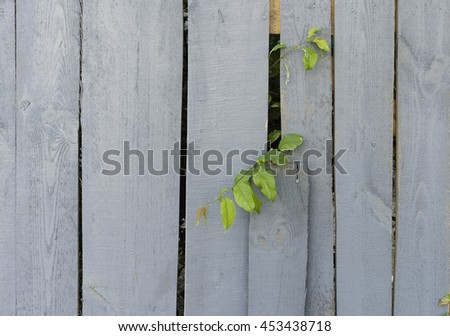 Grey fence and green branch. Stock image