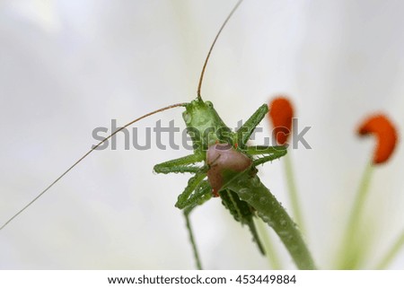 Grasshopper close up in a white flower 