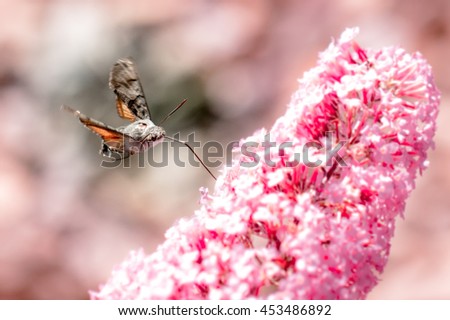 Hummingbird hawk-moth Royalty-Free Stock Photo #453486892