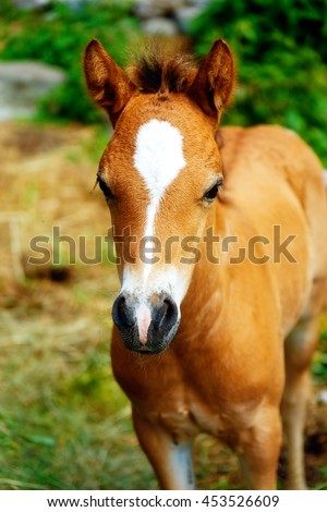 little adorable brown baby foal on summer meadow.