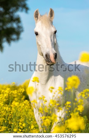 Portrait of a white horse among yellow flowers.