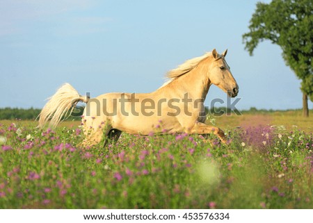 Beautiful horse running among spring flowers.