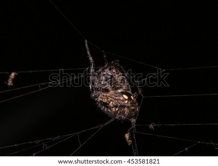 Orb Weaver Spider - Neoscona arabesca
