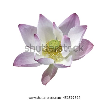 lotus flower isolated on white background clipping path.