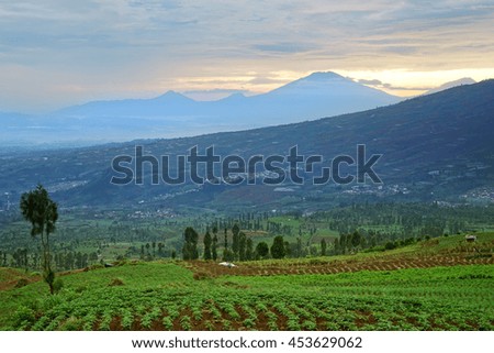 Picture of green farmland with mountain view at West Java, Indonesia.