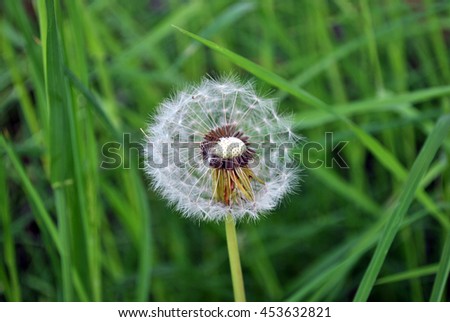 One dandelion on a blurred background of green grass