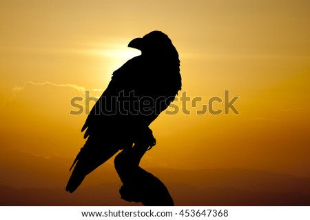 Blurred of silhouette of crow on dry tree with sunset