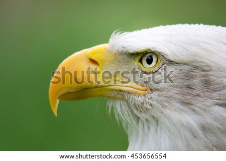 Bald Eagle (Haliaeetus leucocephalus) detail of the head of this predator