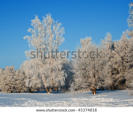 View on frozen winter forest