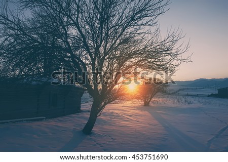 tree silhouette on sunset. natural vintage winter background. vintage picture