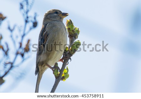 a house sparrow is standing on a high branch with new spring buds on it, picture is back light on a light blue sky