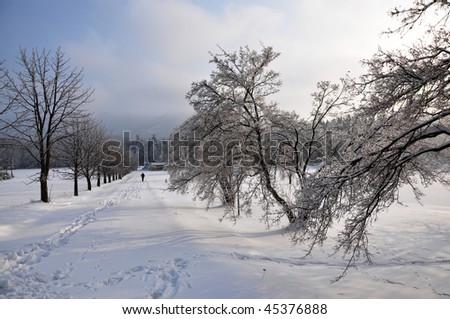 Frozen trees