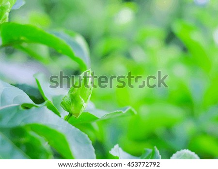  selective focus picture of passion fruit bud on tree with green passion fruit leaves at background