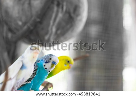 Budgie on black and white background, focus on blue bird