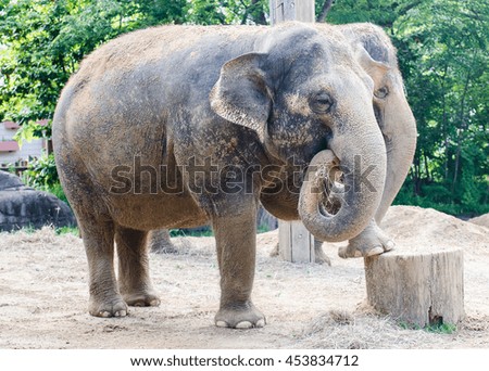 Elephant getting groomed