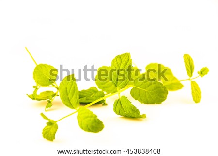 Tulsi,holi basil (Ocimum tenuiflorum) is an aromatic plant in the family. isolate on white background
