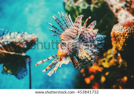 Lion fish hunting among coral reefs. Colorful tropical sea life. Underwater photography. 
Travel inspiration. Sea ocean wildlife wallpaper.  Royalty-Free Stock Photo #453841732