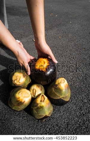 Woman Put Down Sugar Palm Fruits