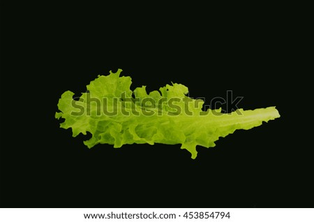 Lettuce leaves isolated on black background. Green lettuce. One leaf. Fresh and crispy salad.