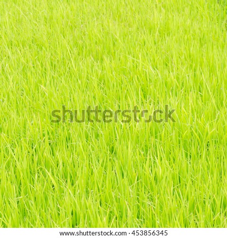 green rice field in farm for background.green rice field and copyspace
