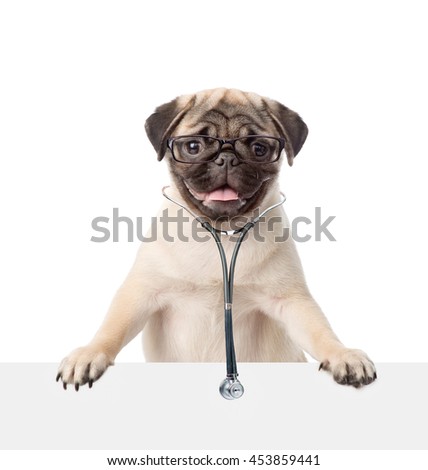 Pug puppy with eyeglasses and with a stethoscope on his neck peeks out from behind a banner. isolated on white background