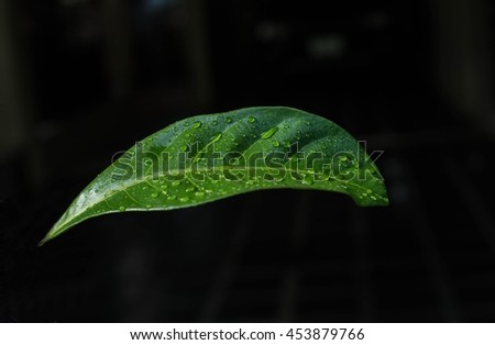 One green tree leaf with raindrops isolated on black