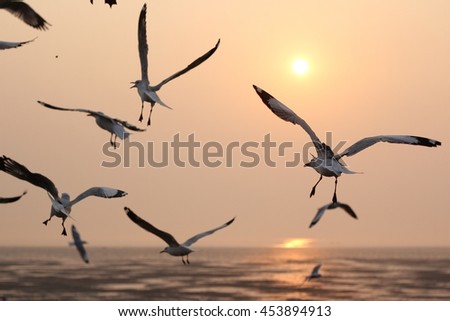 A Flock of Seagulls are flying during the sunset , Reflection Lighting flare and shadow from the sun. 