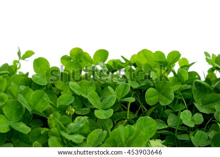 clover with white background, blank place
