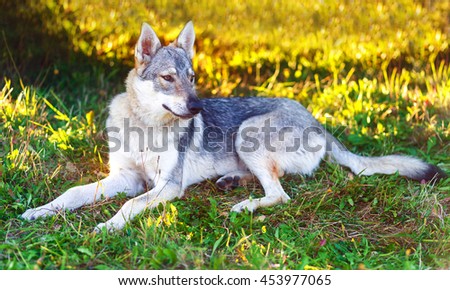 domesticated wolf dog resting relaxed on a meadow. Czechoslovakian shepherd