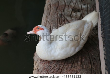 Mother duck with white on a wooden floor that is above the water surface