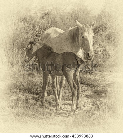 White Camargue Horses with foals grazing in the swamps. Nature reserve in Parc Regional de Camargue - Provence, France (stylized retro)