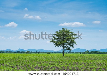 Alone tree on autumn field under clear blue sky