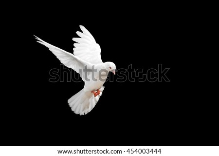 White dove flying on black background and Clipping path .freedom concept and international day of peace  Royalty-Free Stock Photo #454003444