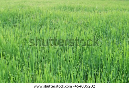 a selective focus picture of rice tree in the evening sun ray over organic rice field 
