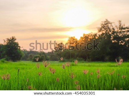 a selective focus picture of grass flowers in the evening sunset over organic rice field 