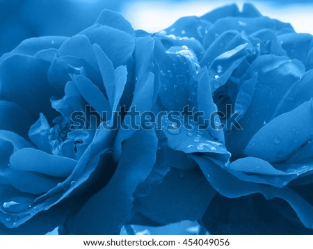 blue roses waterdrop