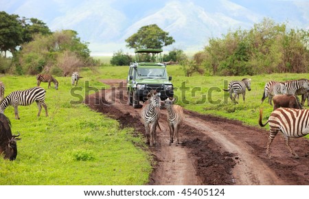 Game drive. Safari car on game drive with animals around, Ngorongoro crater in Tanzania. Royalty-Free Stock Photo #45405124