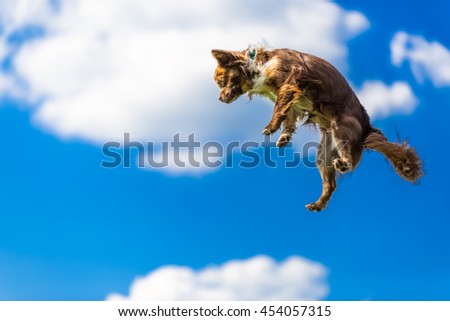 Chihuahua dog flying and jumping in the air. Blue sky and clouds as background. Funny and crazy face puppy.