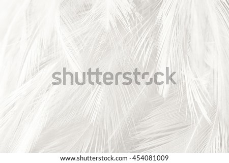 Black and white vintage color trends feather texture background