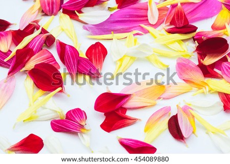Dahlia flower's petals set in love theme.