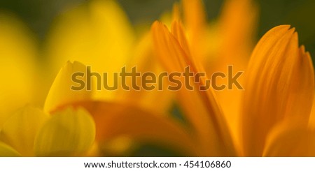 marigold, Calendula officinalis