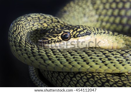 Close up of Golden Tree Snake (Chrysopelea ornata)