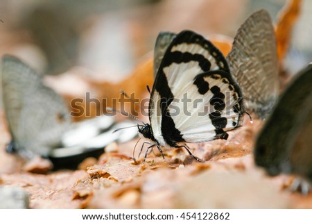 Lycaenidae is the second-largest family of butterflies (behind Nymphalidae, brush-footed butterflies), whose members are also called gossamer-winged butterflies.
Thailand.