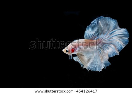 moving moment of white siamese fighting fish isolated on black background